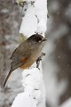 Mésangeai imitateur - Finlande - Hiver 2010  