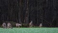 Une demi-heure avant le coucher du soleil, c'est l'heure de pointe pour les chevreuils dans les champs chevreuil 