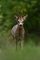 Brocard bien curieux chevreuil, brocard 