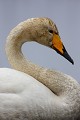 L'instant d'une photo, le cygne prend la pose - Finlande  