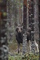 Au petit matin, furtive rencontre avec un groupe d'Elans, un jeune individu se laissera photographier avant de s'éclipser en silence  