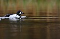 Mâle de Garrot à oeil d'or en plumage nuptial  
