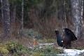 Dès qu'une poule est au sol, le coq redouble d'effort pour la séduire  
