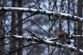 Perchées sur les arbres aux alentours de la place de chant, les poules observent les prétendants  