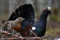 La poule semble très intéressée par le Don Juan du moment  