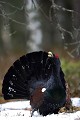 Dominant de l'année, ce coq occupe le centre de la place  de chant  