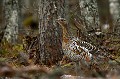 Le plumage des femelles du Grand Tétras atteint des sommets dans l'art du camouflage  