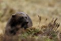 Le glouton vérifie ses précédentes marques territoriales, et les rafraîchit au besoin...  