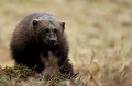 En mustélidé qui se respecte, le glouton frotte ses glandes à musc pour marquer son territoire  