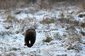 Glouton au petit trot dans la neige  