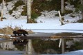 Pour repartir, le glouton préfère le bois à la glace....  