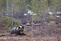 Petite mais téméraire, la bergeronnette vient narguer l'ours sous son nez....  