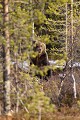 Un petit coup d'oeil avant de sortir de la forêt  