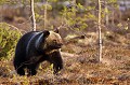 ....l'ours sort de la forêt  