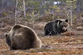 Deux ours font le spectacle - sans doute une femelle adulte et un de ses jeunes en cours d'émancipation  
