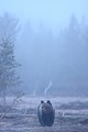 Il est 3h30 du matin, le jour se lève déjà et l'ours est en maraude sur la plaine embrumée  