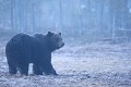 Ours photographié dans la brume du matin  