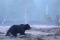 Au petit jour, un beau pépère s'apprête  à quitter la scène pour retrouver la forêt  