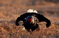 Le plumage irisé du Tétras lyre accroche les premiers rayons du soleil  