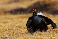 A intervalle régulier, le coq lance son chant  