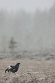 Un peu refroidi par la neige, le petit coq fait une pause  