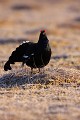 Le coq prend fièrement la pose sur la tourbière gelée  