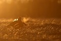 La fraicheur du soir emporte avec elle le chant du coq  
