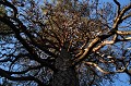 Pin sylvestre aux branches noueuse, qui pourrait avoir plusieurs centaines d'années  