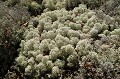 Par endroit, les sous-bois sont tapissés d'un épaisse couche de lichens  