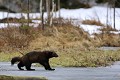 Séance de patinage sur glace pour le glouton  