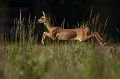 L'athlète aux fines gambettes chevreuil, chevrette 