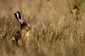 Un lièvre en ton sur ton passe dans la prairie désséchée par le soleil  