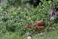 Les faons sont désormais assez grands pour suivre leur mère, ils accompagnent la chevrette au gagnage chevreuil, chevrette, faon 