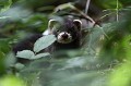 Rencontre inattendue en sous-bois avec le putois putois 