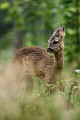 Après avoir laissé passer une très grosse pluie d'été, le faon trempé s'étire chevreuil, faon 