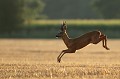 Le chevreuil est un animal sauteur...  