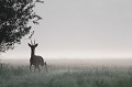Alors que la brume matinale se dissipe, le brocard sur le chemin de sa remise marque l'arrêt le temps d'une rêve chevreuil, brocard 