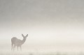 Habillée d'un voile de brume, la chevrette prend son petit-déjeuner chevreuil, chevrette 