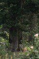 ...un chevreuil vivait heureux chevreuil, brocard 