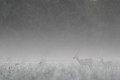 La chevrette et son faon profitent de la protection du brouillard pour s'offrir un petit-déjeuner dans les chaumes chevreuil, chevrette 
