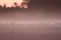 Capucin dans la brume au lever du soleil lièvre 