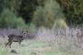 A la fin de l'automne, un brocard au gagnage dans la prairie chevreuil, brocard 
