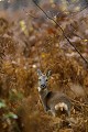 Dans son épais pelage gris, la chevrette est prête à affronter les rigueurs de l'hiver chevreuil, chevrette 