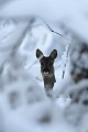 Observation réciproque à travers la végétation recouverte de neige chevreuil, chevrette 