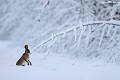 Le temps des sports d'hiver est venu pour le capucin  