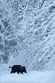 En cas de fortes chutes de neige, les sangliers font office de chasse-neige... sanglier 