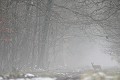 Tandis que les derniers vestiges de neige s'estompent, le chevreuil profite de la brume matinale pour chercher sa nourriture chevreuil 