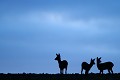 Au crépuscule, une chevrette et ses deux chevrillards au gagnage dans les champs chevreuil 