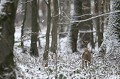 Chevrette au gagnage dans la forêt enneigée chevreuil, chevrette 