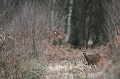 En milieu de matinée, chevrette dans une coupe forestière chevreuil, chevrette 